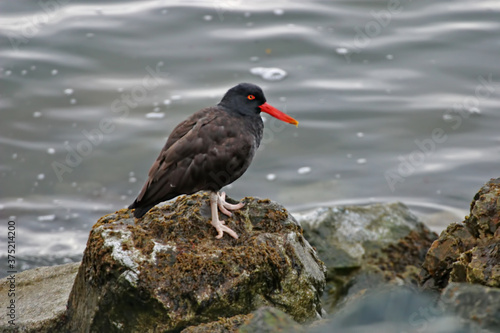 Blackish Oystercatcher, Haematopus ater, relaxing on the shore © Harold Stiver