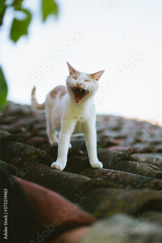 White and orange cat on a roof yawning with wide open mouth photo