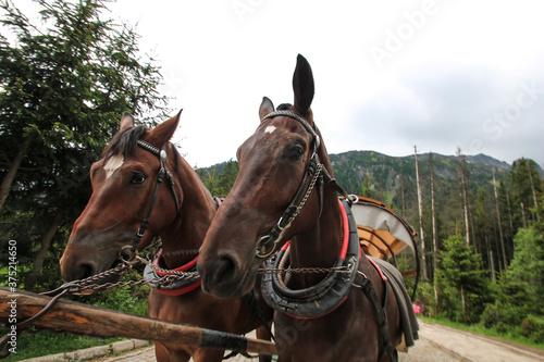 two horses on a farm