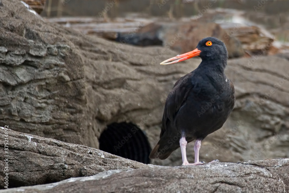 Obraz premium Close up view of a Black Oystercatcher, Haematopus bachmani