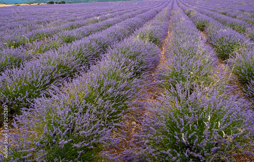 Growing lavender flowers in the field