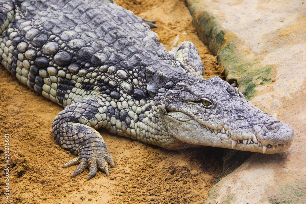 Big crocodile resting on the ground. Madrid. Big crocodile resting on the ground. Madrid.