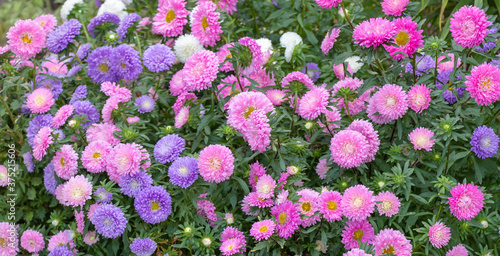 close up of beautiful flowers Callistephus chinensis or Callistephus or China aster and annual aster in pink and violet colors blomming in the garden in summer season.