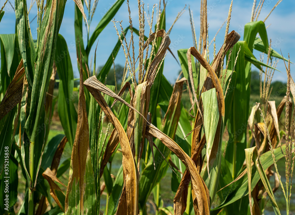Closeup dried, brown corn stalks, leaves, in farm field, hot summer heat Closeup dried, brown corn stalks, leaves, in farm field, hot summer heat