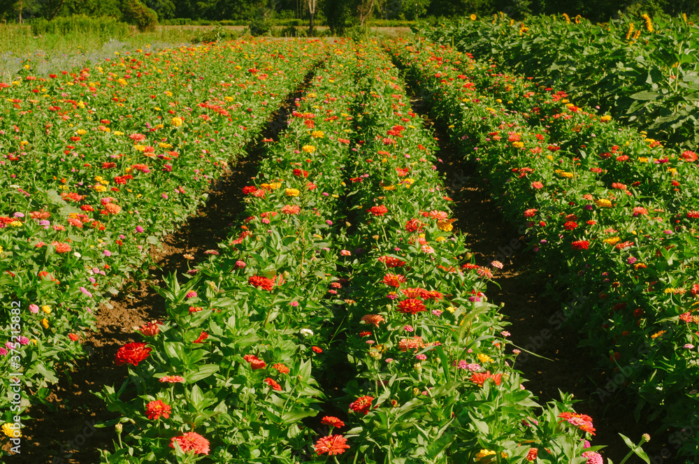 rows of zinnia flowers for cutting rows of zinnia flowers for cutting