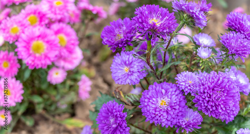 close up of beautiful flowers Callistephus chinensis or Callistephus or China aster and annual aster in pink and violet colors blomming in the garden in summer season. © Thipphawan