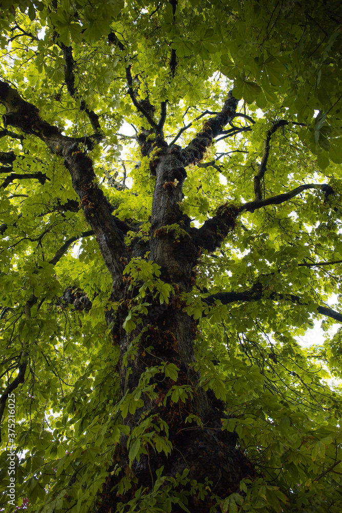 Fototapeta premium Leafy branch of a large tree in Ireland
