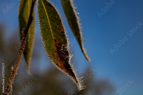 frost on a leaf