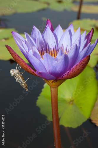 Dragonfly exuvia on a waterlily flower photo