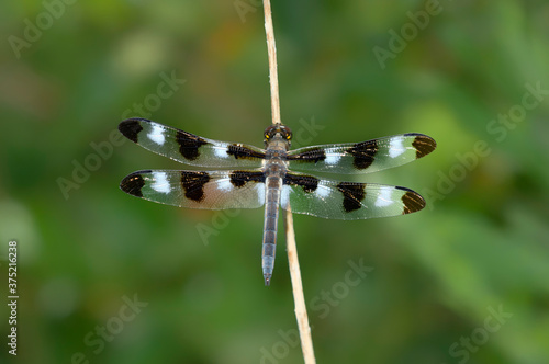 Twelve-spotted Skimmer dragonfly
