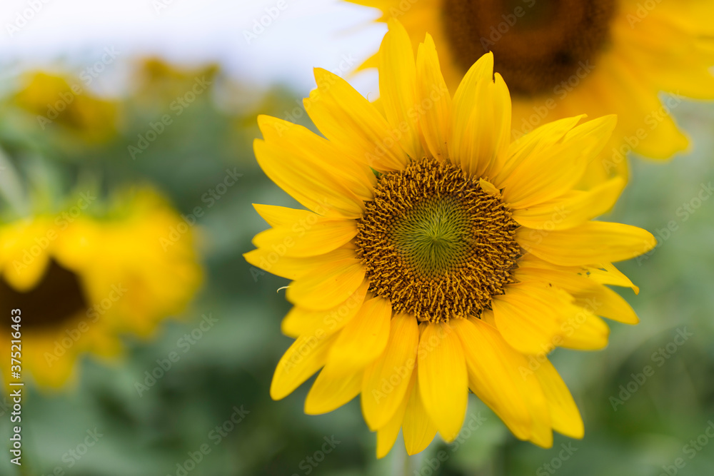 Macro photography showing the details of a sunflower. Macro photography showing the details of a sunflower.