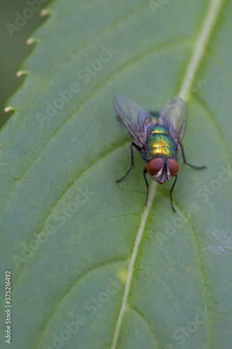 A fly on a leaf photo