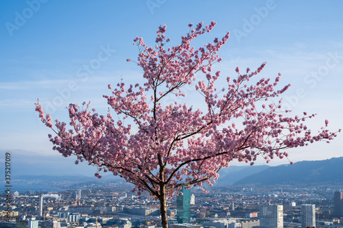 Cherry Blossoms Zürich Waid. The city of zurich is in the back with a white blue sky. photo