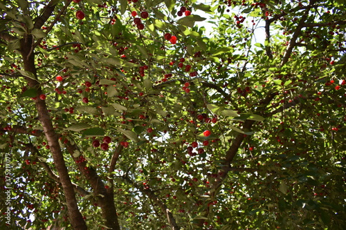 Red berry on the tree
