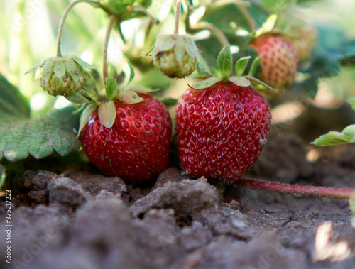 summer strawberries from the garden