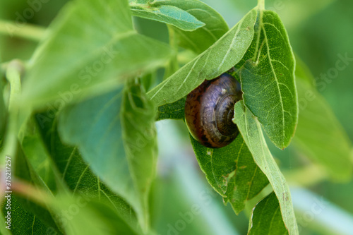 Snail on a green leaf
