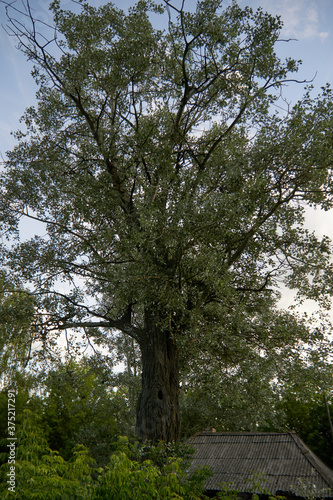 Old poplar in the village