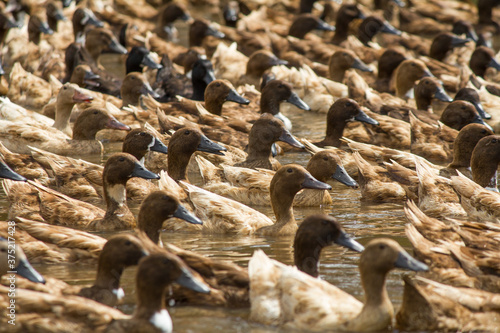 The big group of ducks in the water © Santirat