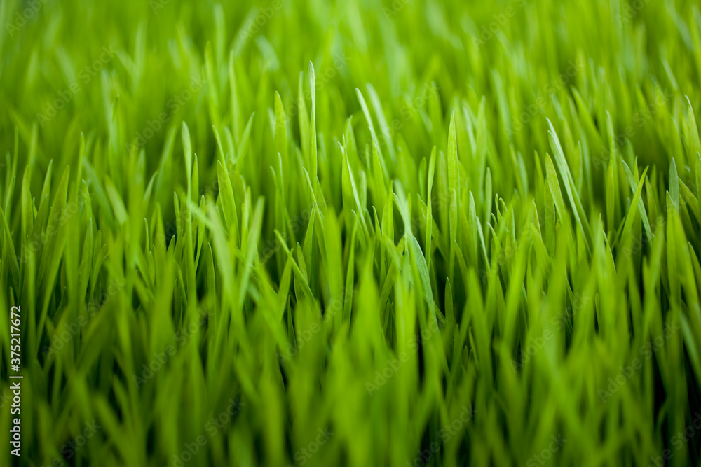 Green Grass Background Green Grass Background