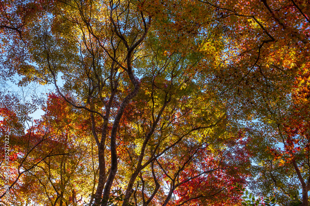 Colorful Japanese maple leaves in fall
Colorful Japanese maple leaves in fall