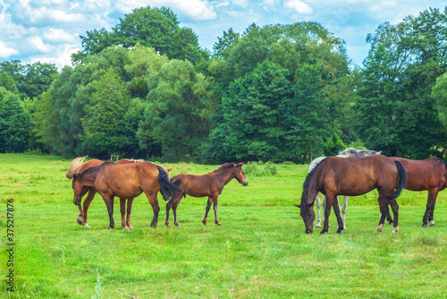 Herd of beautiful wild horses and foal graze on green summer fields by blue sky