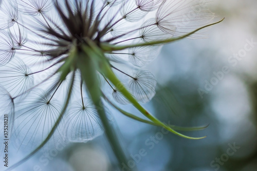 Closeup of dandelion fluff photo