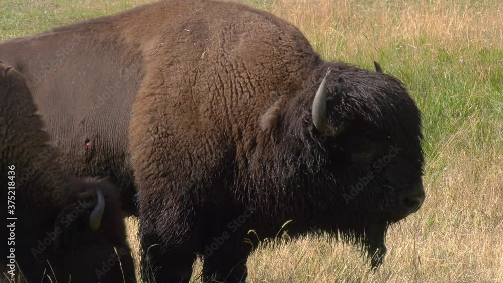 Large bull bison grunting with injury to his side during the rut sound Large bull bison grunting with injury to his side during the rut sound