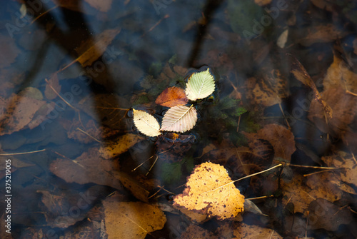 Fall leaves in water photo