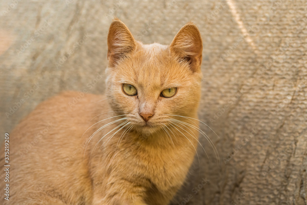 Ginger little kitten on a simple background of a fence in a country house, serious expression Ginger little kitten on a simple background of a fence in a country house, serious expression