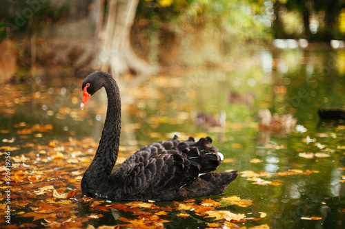 Portrait of a black swan swimming in a small pond in autumn