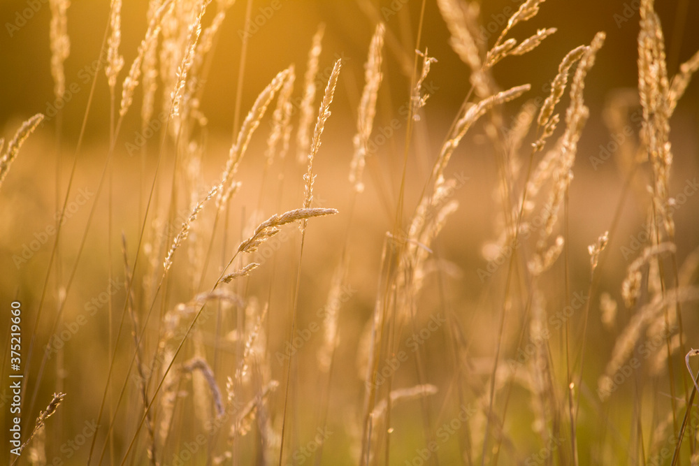 Golden wheat field in sunset sky Golden wheat field in sunset sky