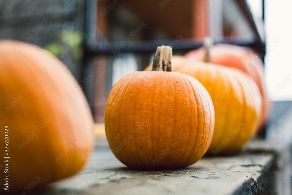 A row of pumpkins sit on a city porch. A row of pumpkins sit on a city porch.
