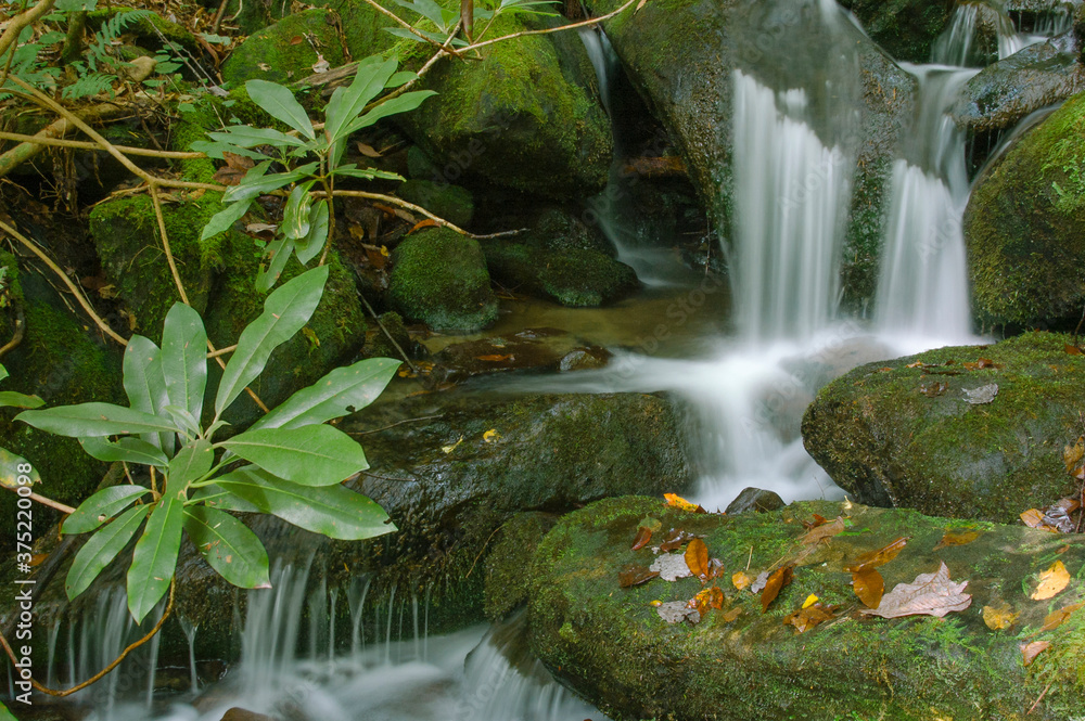 Small cascade with rhododendron leaves in foreground Small cascade with rhododendron leaves in foreground