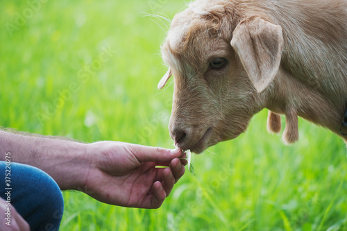 Person feeding young goat photo