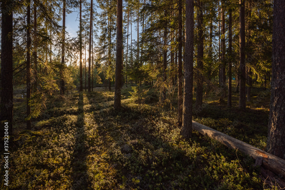 The rays of the setting sun penetrate the trees of the pine forest.
