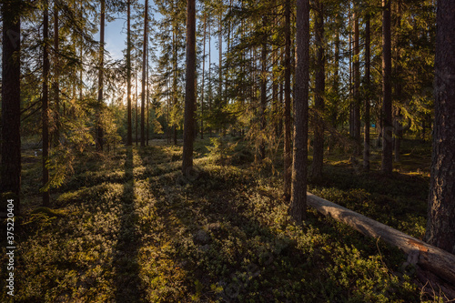 The rays of the setting sun penetrate the trees of the pine forest.
