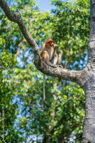Portrait of a wild Proboscis monkey or Nasalis larvatus, in the rainforest of island Borneo, Malaysia, close up © OlegD