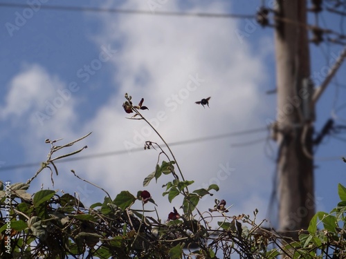 Close up of the Brazilian Bee called 