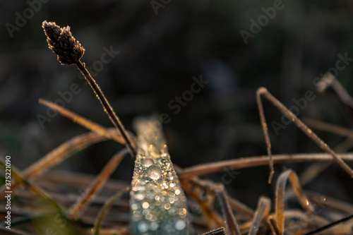 grass in the snow