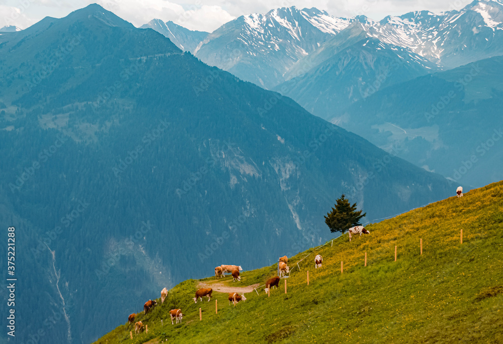 Obraz premium Beautiful alpine summer view with a herd of cows at the famous Penken summit, Mayrhofen, Tyrol, Austria