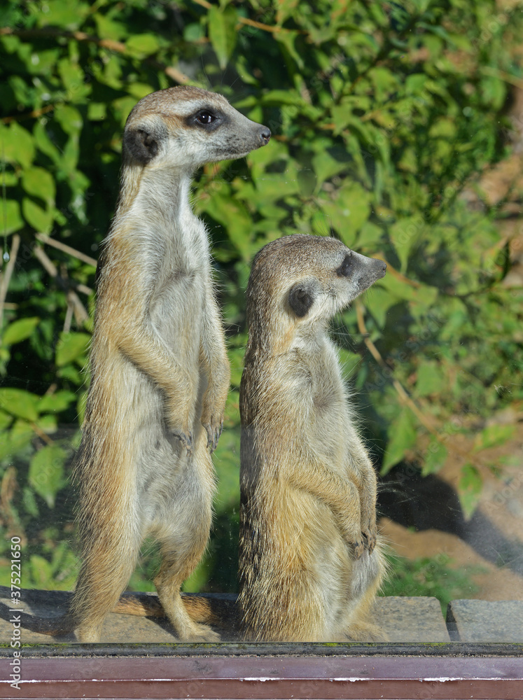 Meerkat or suricate (Suricata suricatta). Two friends Meerkat or suricate (Suricata suricatta). Two friends