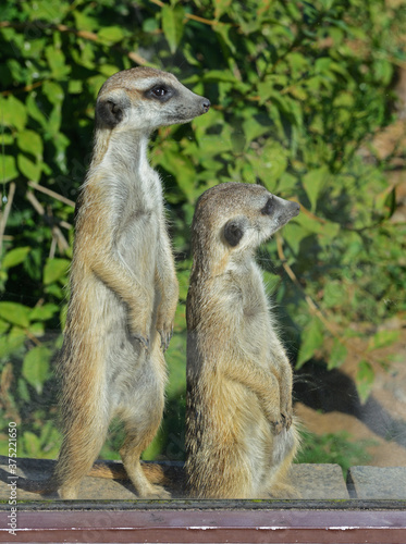 Meerkat or suricate  Suricata suricatta . Two friends