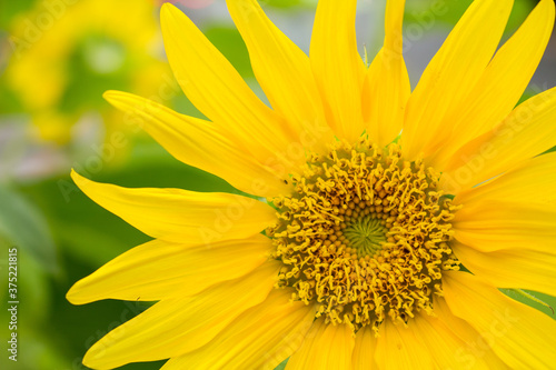 Yellow sunflower closeup