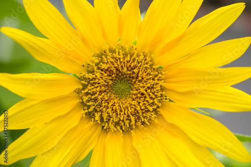 Yellow sunflower close up