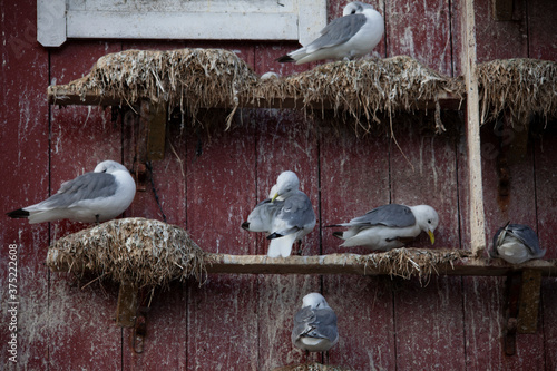 Crutch (Rissa tridactyla) is a pelagic surface-grazing seabird belonging to the group of gulls and one of two species in the genus Rissa photo