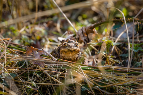 Ropucha szara Bufo bufo spaceruje po trawie ze swoim partnerem, seks żab, okres godowy żab, rozmnażanie płazów
