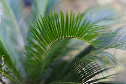 Sago Palm