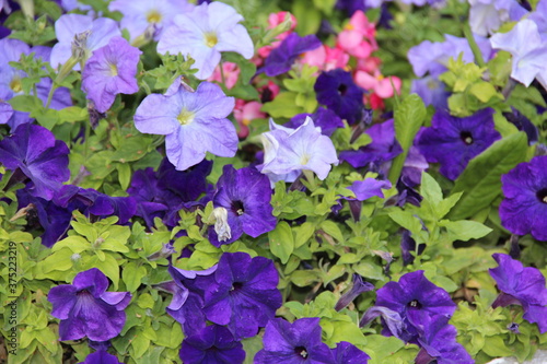 A field of bright multicolored flowers in the sun