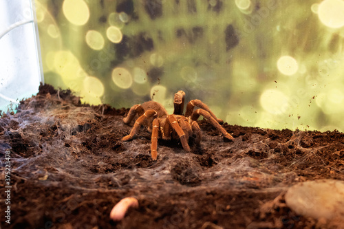 Spider teraphosa cravshai in a terrarium closeup photo