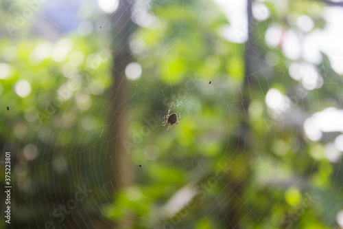 Beautiful and spider on the web background